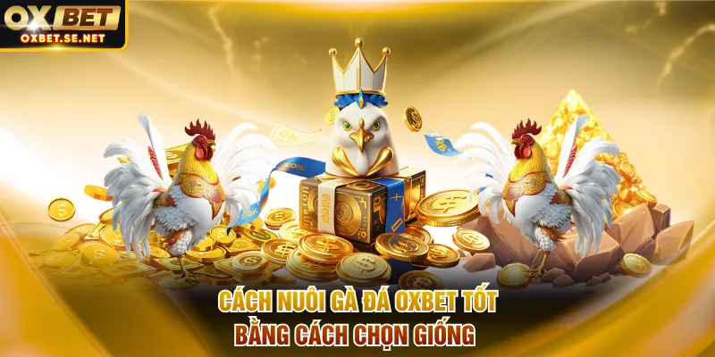 Cách nuôi gà đá OXBET tốt bằng cách chọn giống 
