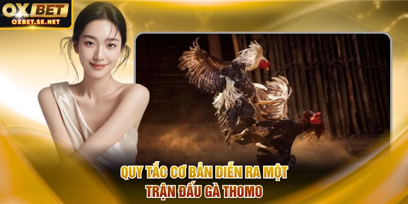 Quy tắc cơ bản diễn ra một trận đấu gà Thomo