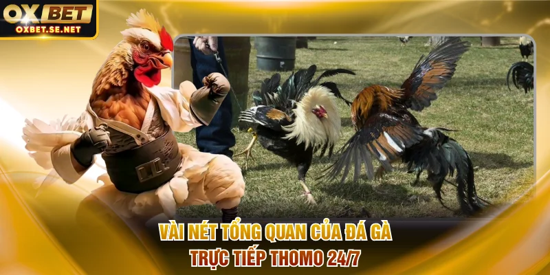 Vài nét tổng quan của đá gà trực tiếp Thomo 24/7